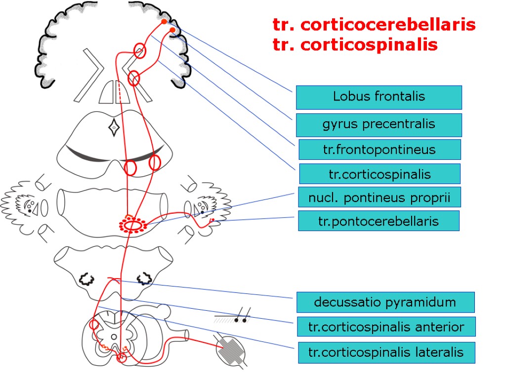 tr. corticocerebellaris gyrus precentralis tr.corticospinalis decussatio pyramidum tr.corticospinalis lateralis tr.corticospinalis anterior tr.frontopontineus Lobus frontalis